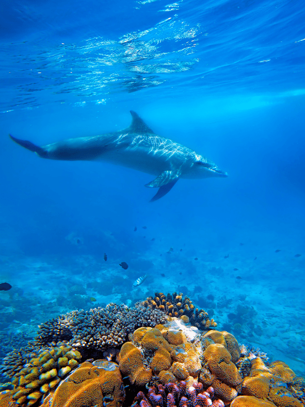 SCUALO IMMERSO NEL MARE DI ZANZIBAR